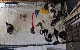 Sprocker dogs for sale: Spaniel Puppies  - Advert 5
