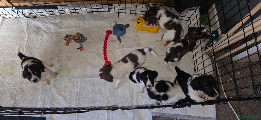 Sprocker dogs for sale: Spaniel Puppies  - Advert 5