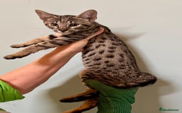 Savannah cats for sale: F9 brown & charcoal spotted savannah kittens - Image 1