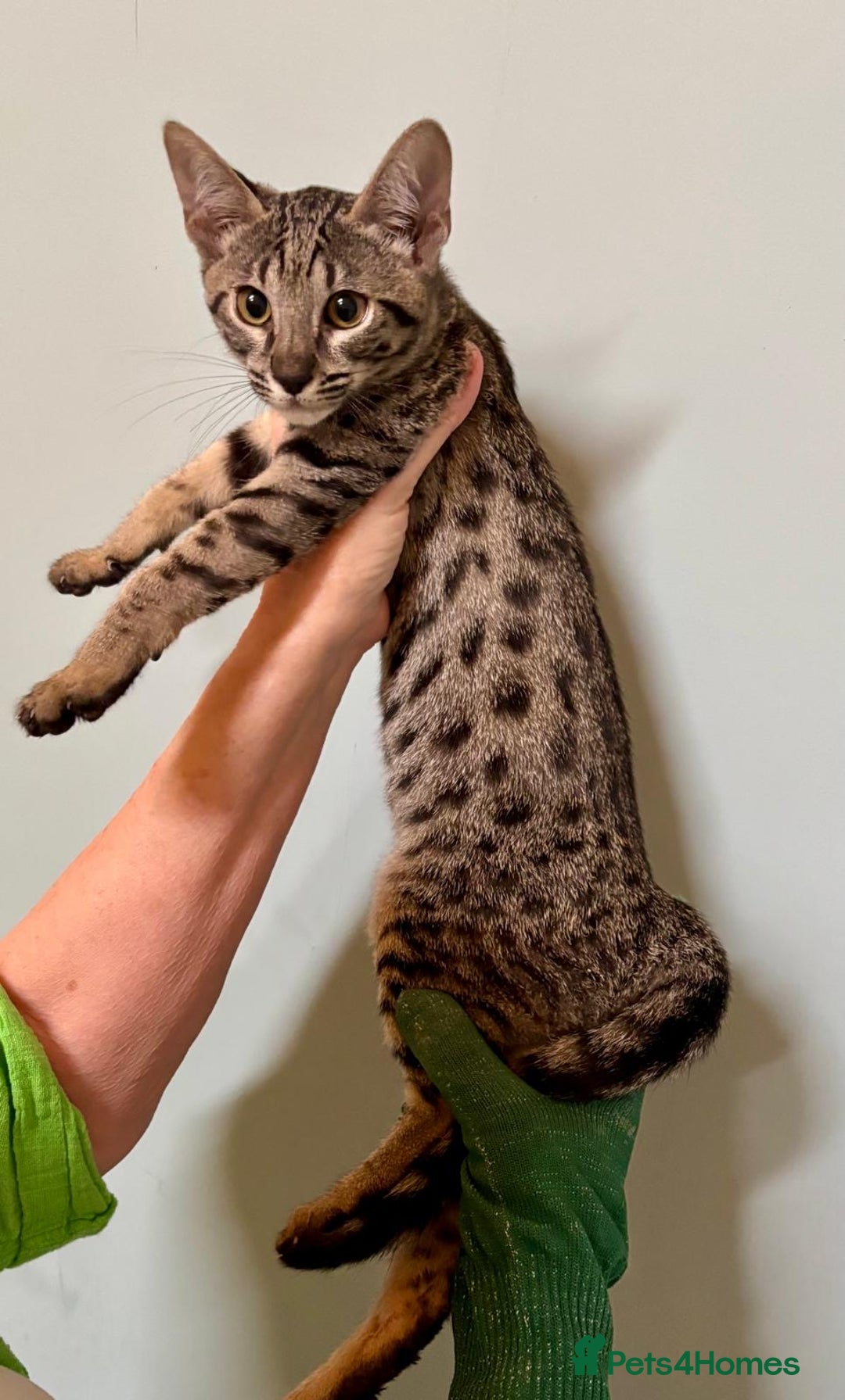 Savannah cats for sale: F9 brown & charcoal spotted savannah kittens - Image 1