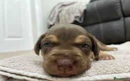 American Bull Staffy dogs for sale: Staffy Bull Puppies - Image 14