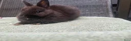 Netherland Dwarf rabbits for sale: Netherland Dwarf Rabbits for sale  - Advert 9