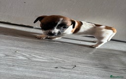 Jack Russell dogs for sale: 3 stunning Jack Russell’s  - Image 9
