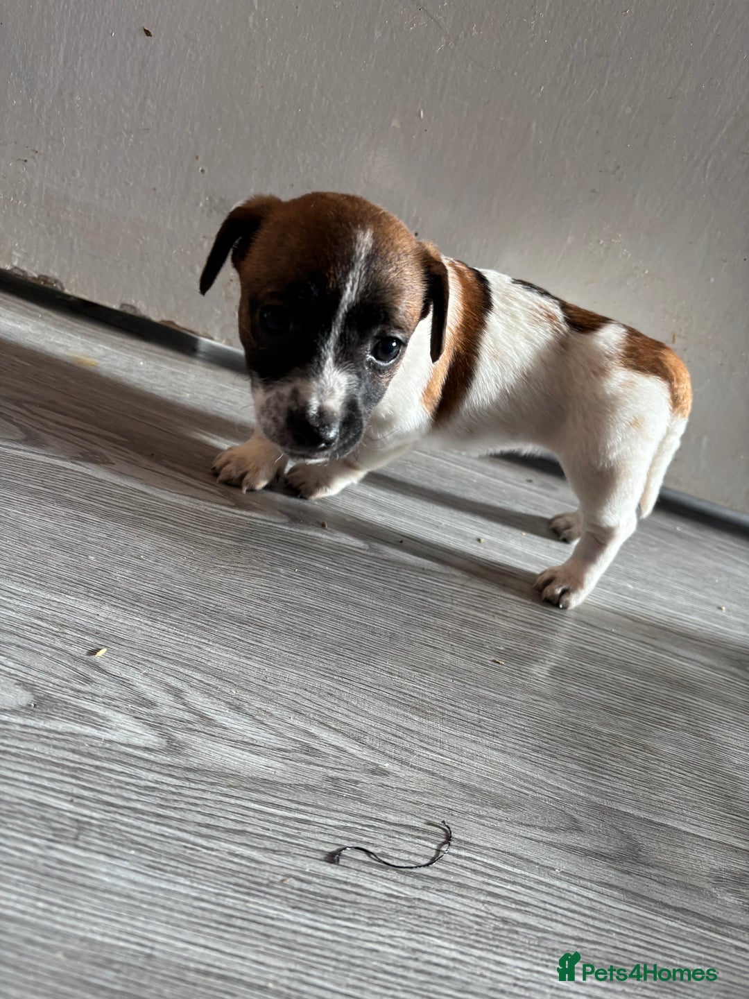 Jack Russell dogs for sale: 3 stunning Jack Russell’s  - Image 9