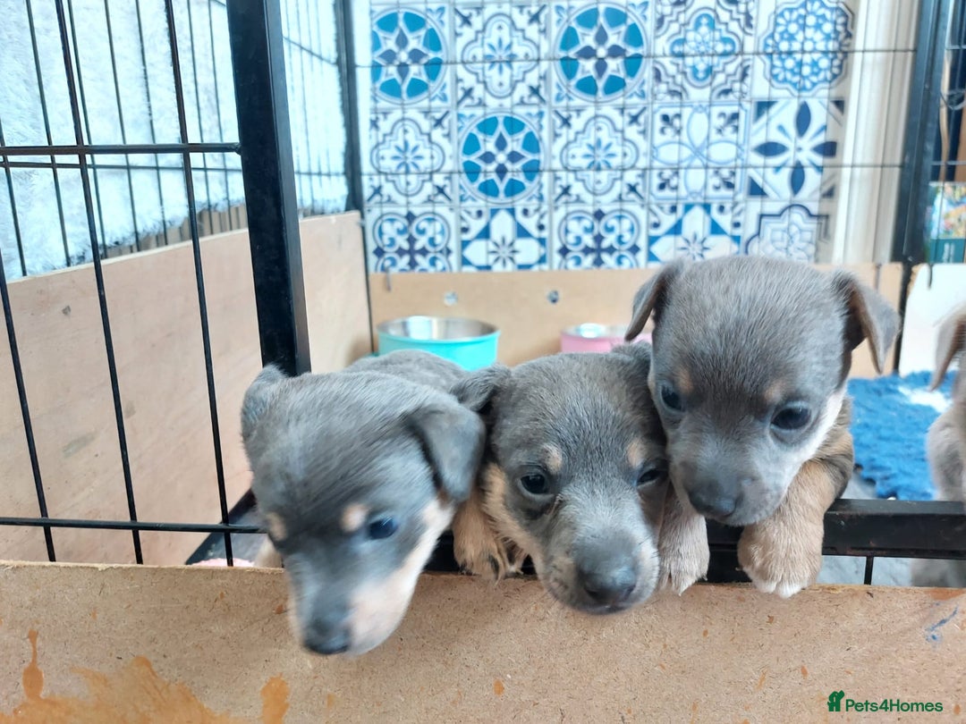 Jack Russell dogs for sale: Lilac/Blue Jack Russell puppies  in Hornchurch - Image 31