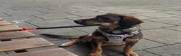 Mixed Breed dogs for adoption: Misty (Shepherd/Hound mix) in Bushey - Advert 22