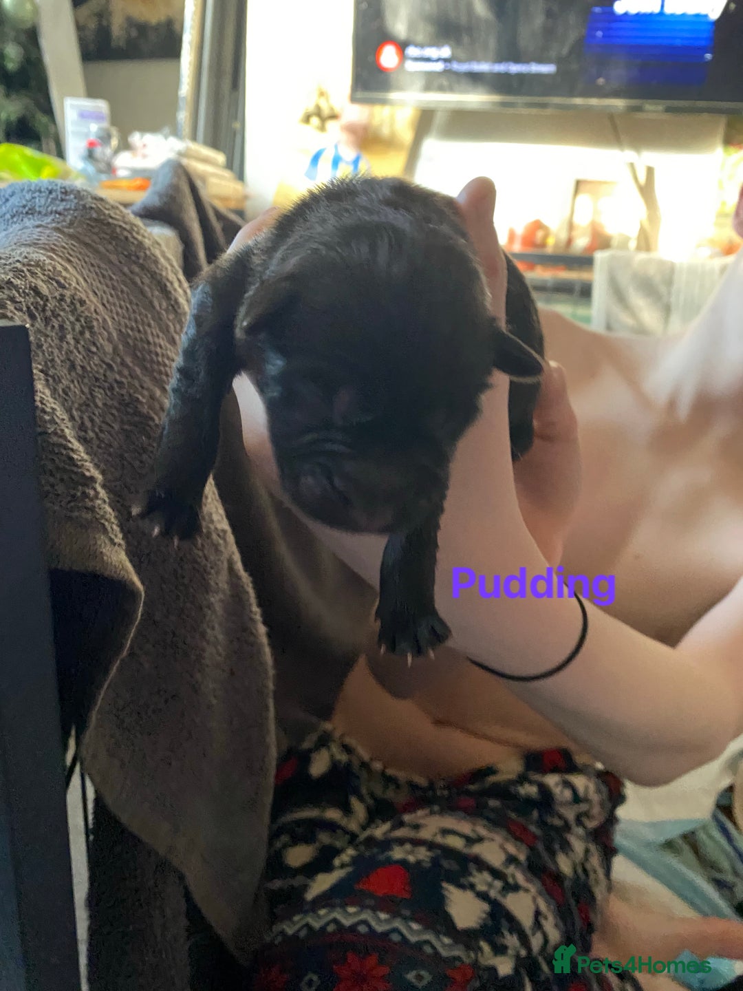 Mixed Breed dogs for sale: German shepherd x chow x lurcher  - Advert 4