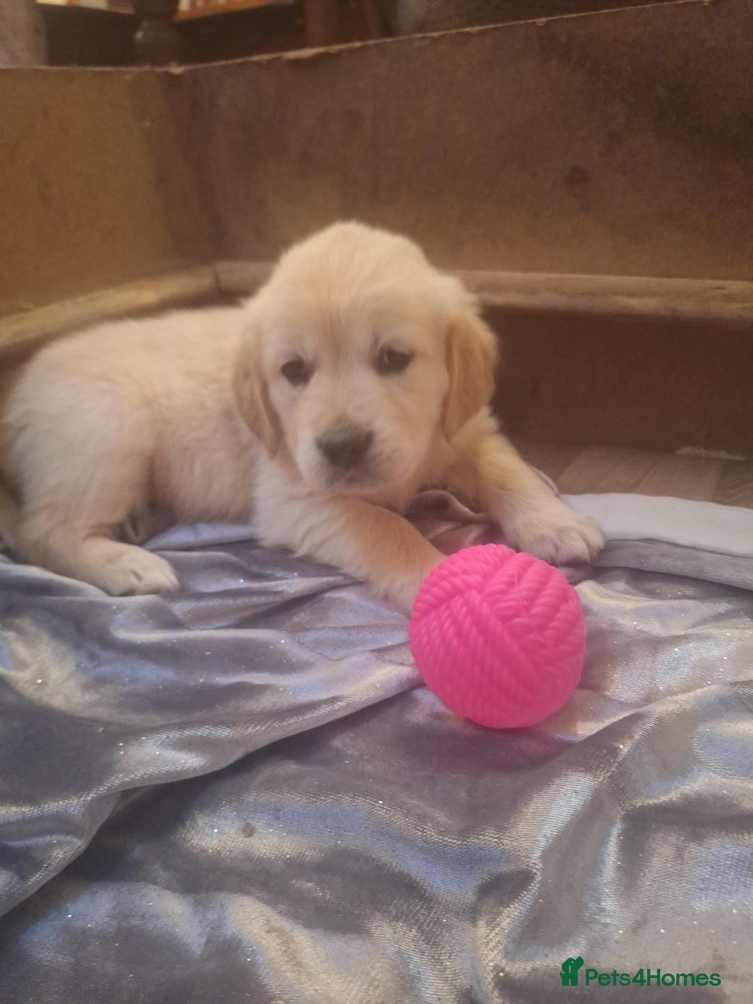 Golden Retriever dogs for sale: ⭐️⭐️Gorgeous White Golden Retriever Pups⭐️⭐️ - Advert 8