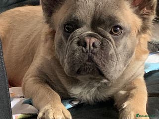 French Bulldog dogs Male intact Furry Frenchie - Advert 2