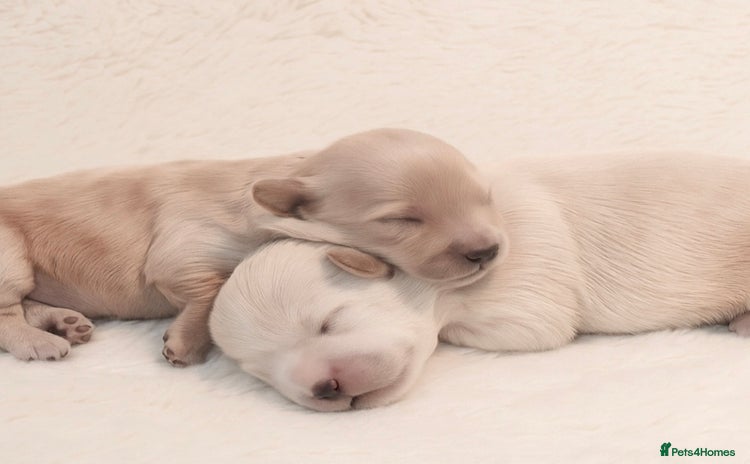 Mixed Breed dogs - Advert 1
