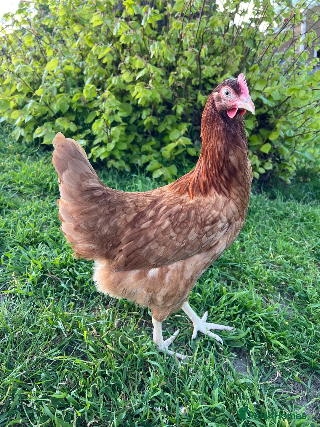 Chickens poultry for sale: POL Hybrid hens for sale in Hounslow! - Advert 2