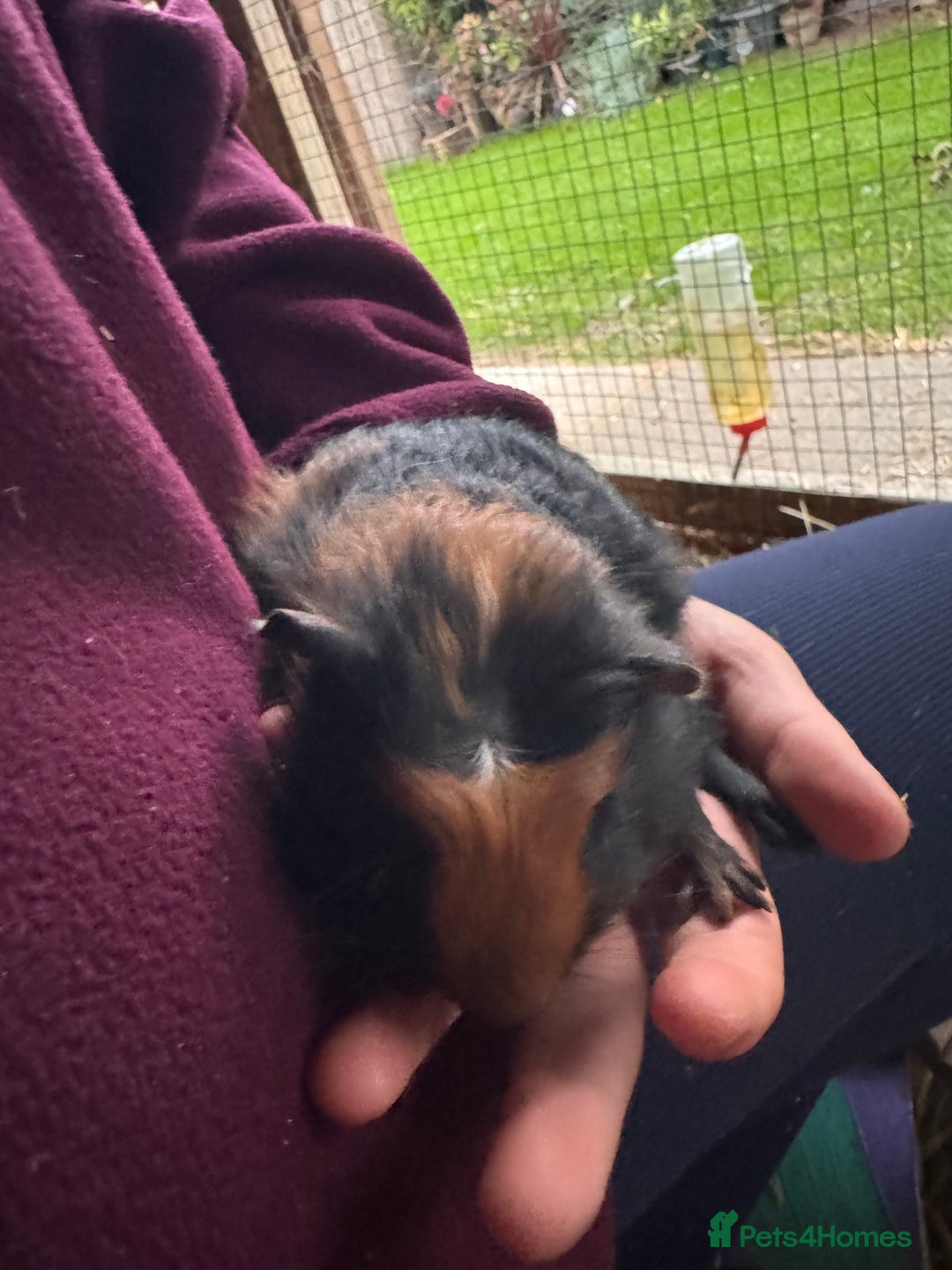 Guinea Pig rodents for sale: three male guinea pigs three months old  - Advert 3