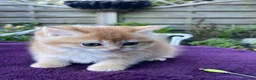 British Shorthair cats for sale: Golden, Golden Colourpoint & Silver Tipped - Advert 20