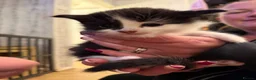 Mixed Breed cats for sale: 2 male kittens looking for loving homes!  - Advert 4