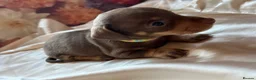 Miniature Dachshund dogs for sale: Miniature dachshund puppies 🐶  - Advert 24