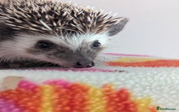 Pygmy Hedgehog rodents for sale: REDUCED PRICE!!! Gorgeous Hoglets/ READY NOW!!!! - Image 4