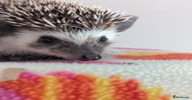 Pygmy Hedgehog rodents - Advert 3
