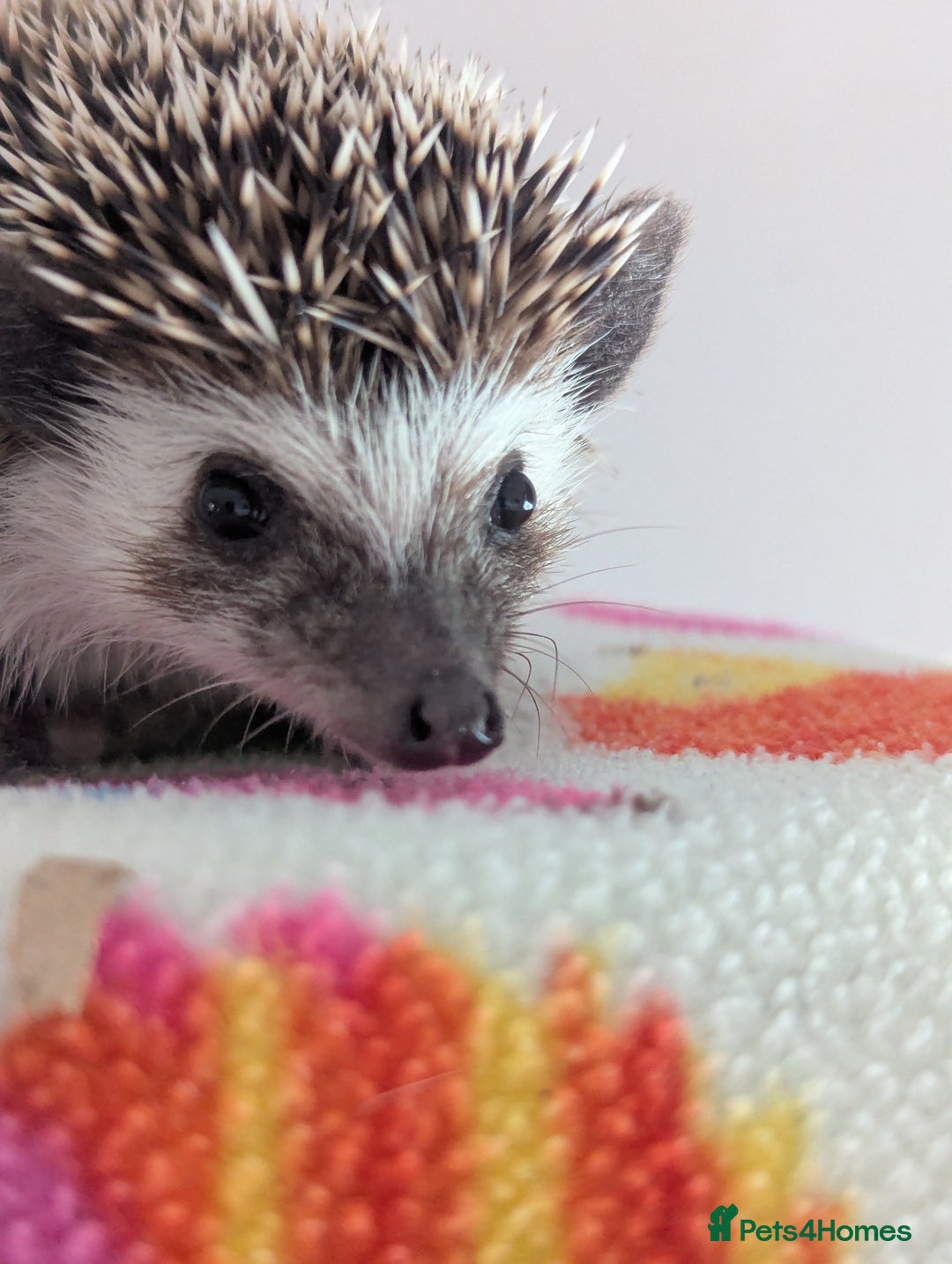Pygmy Hedgehog rodents for sale: REDUCED PRICE!!! Gorgeous Hoglets/ READY NOW!!!! - Image 4