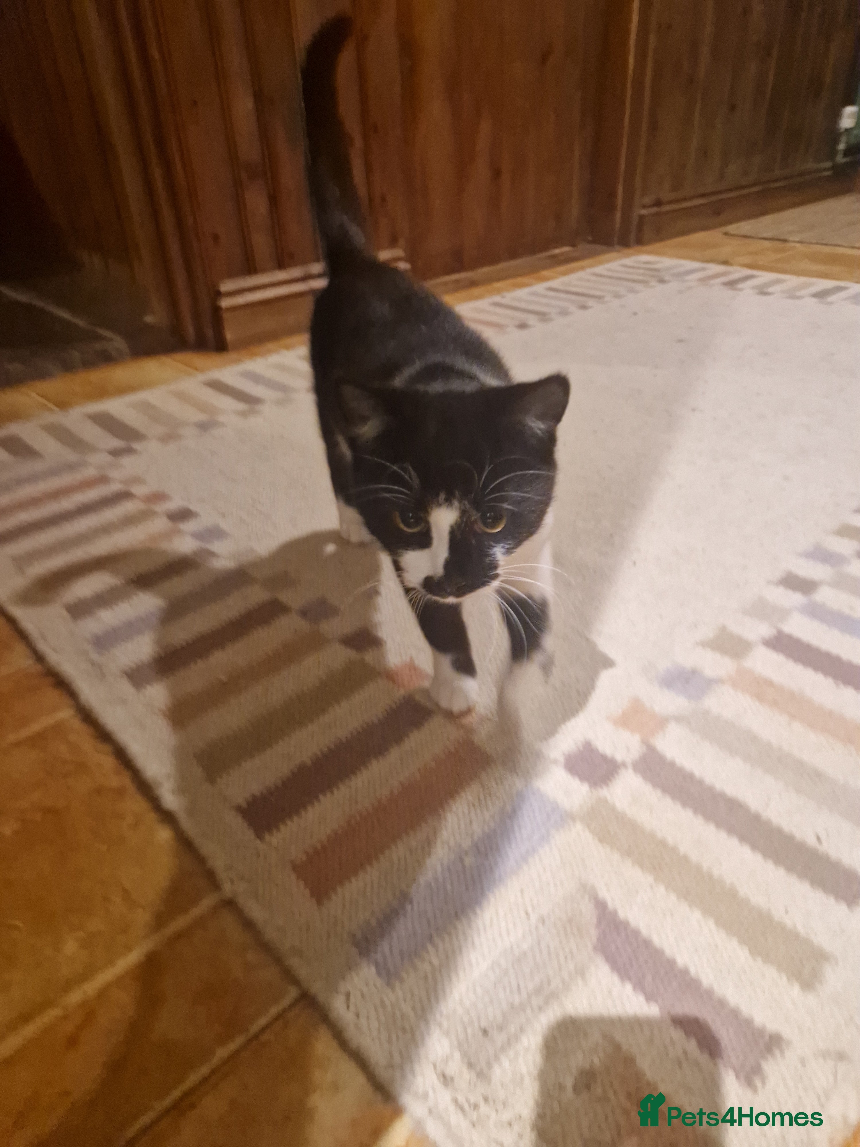 Mixed Breed cats kitten needs a new home - Advert 1