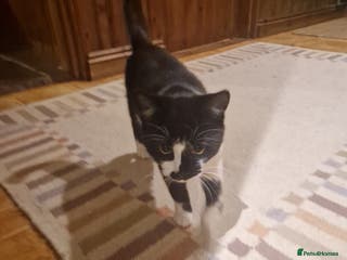 Mixed Breed cats kitten needs a new home - Advert 5