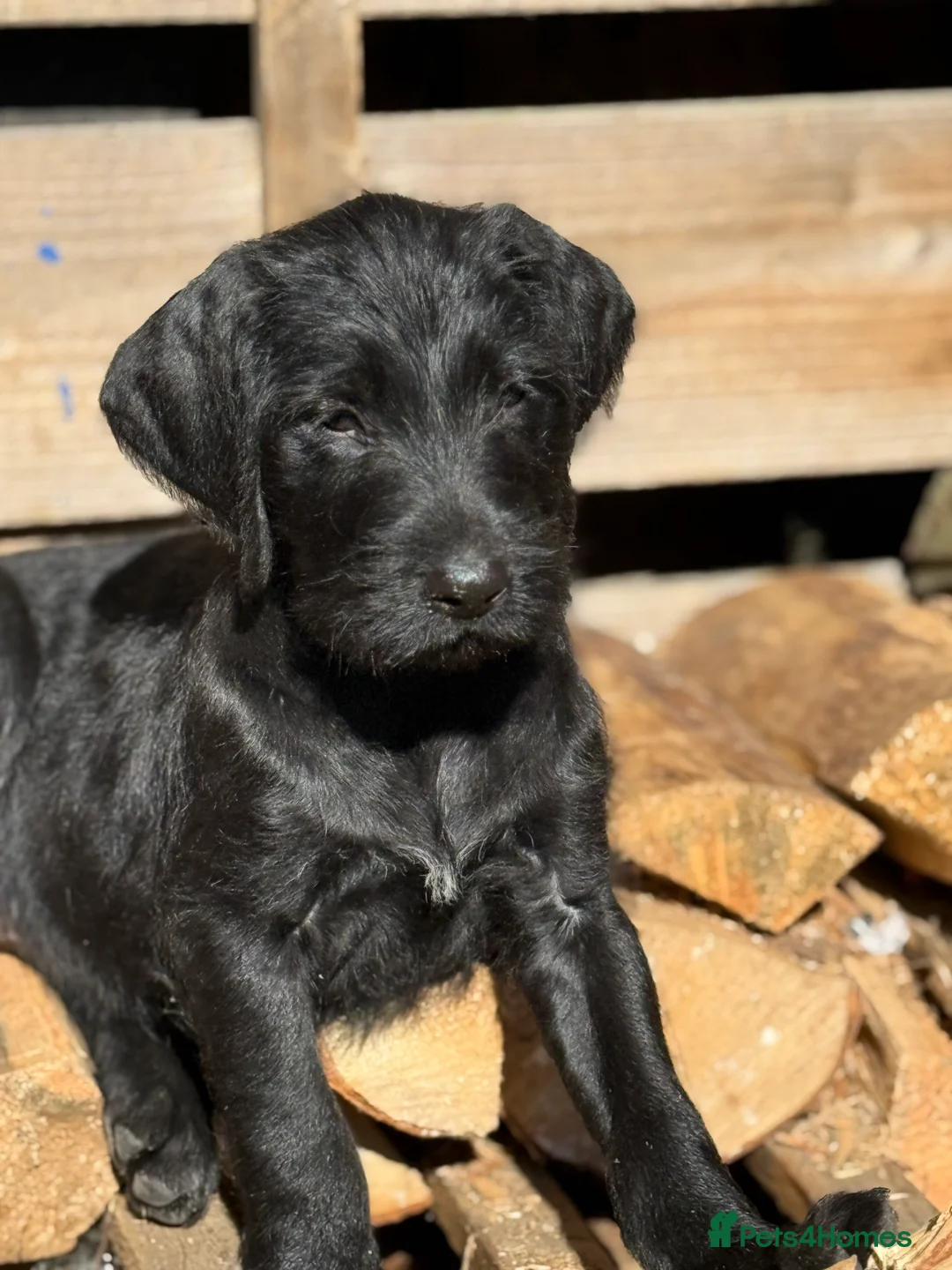 Mixed Breed dogs for sale: **Last few **Pointervizsladoos -Stunning litter  - Advert 2
