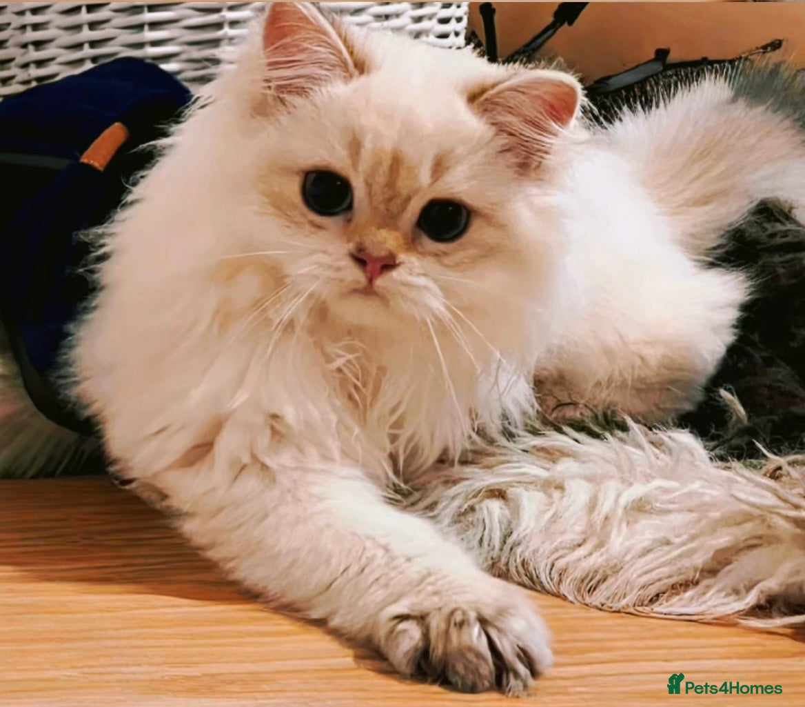 British Longhair cats ‼️🐾😍Colourpoint purebred BLH😻1 Left 🐱 - Advert 1