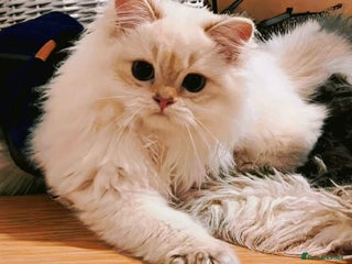 British Longhair cats ‼️🐾😍Colourpoint purebred BLH😻1 Left 🐱 - Advert 1