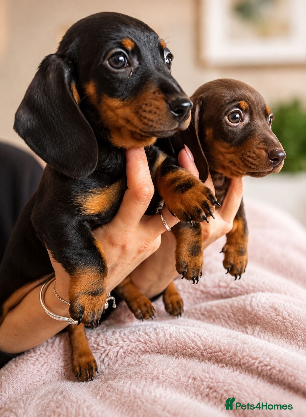 Miniature Dachshund dogs Look!! Beautiful Miniature Dachshund Puppies - Advert 13
