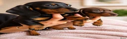 Miniature Dachshund dogs for sale: READY NOW!! Beautiful Miniature Dachshund Puppies - Advert 1