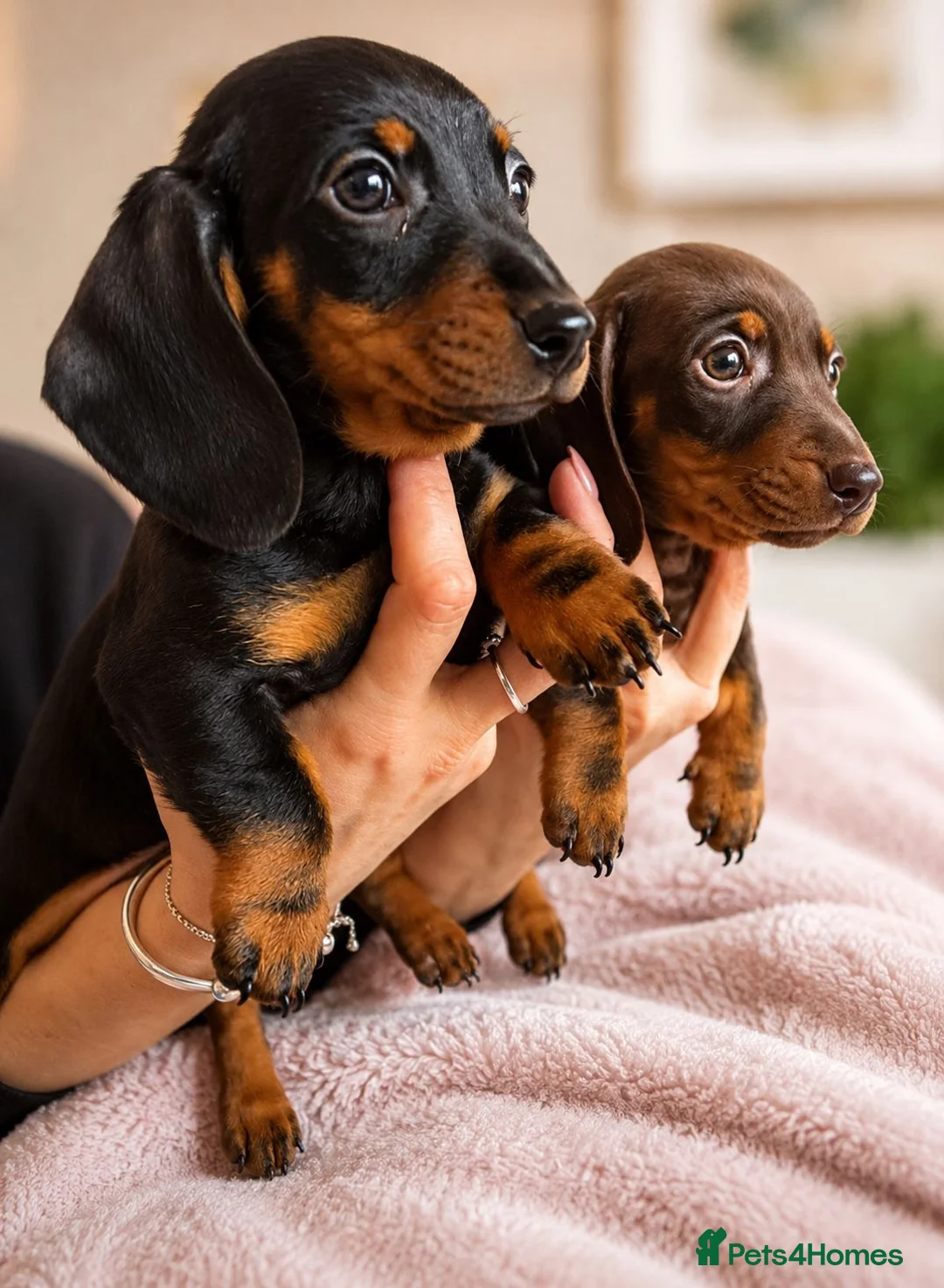 Miniature Dachshund dogs for sale: READY NOW!! Beautiful Miniature Dachshund Puppies - Advert 1