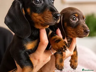 Miniature Dachshund dogs KC READY NOW! Lovely Miniature Dachshund Puppies - Advert 7