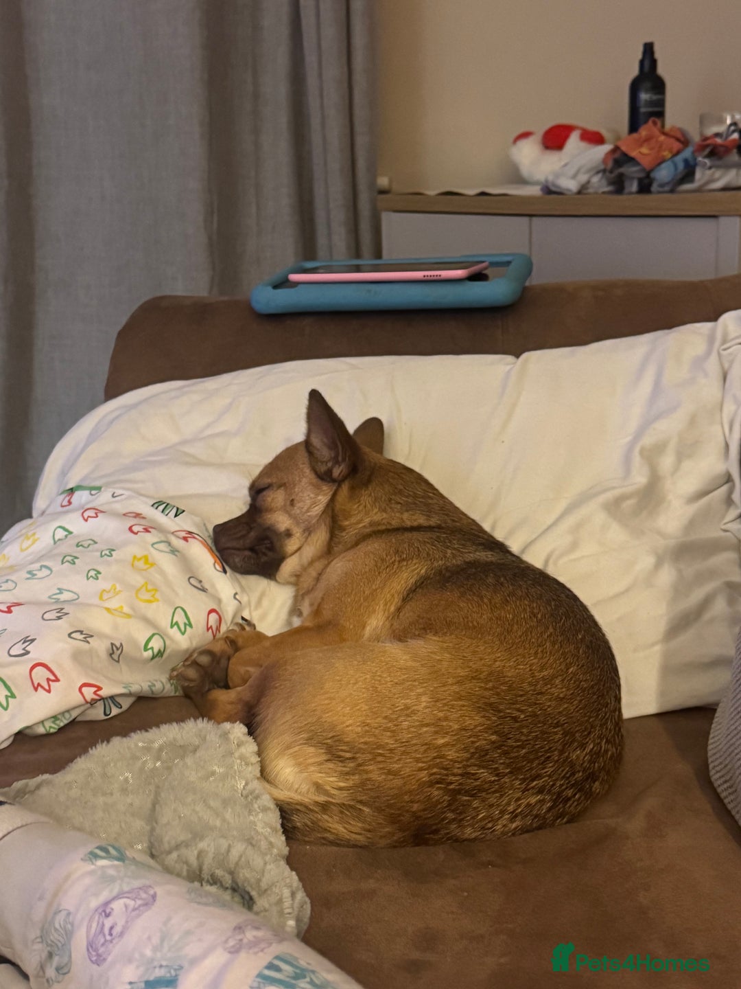 Mixed Breed dogs for sale: Chihuahua cross French bulldog  - Image 4