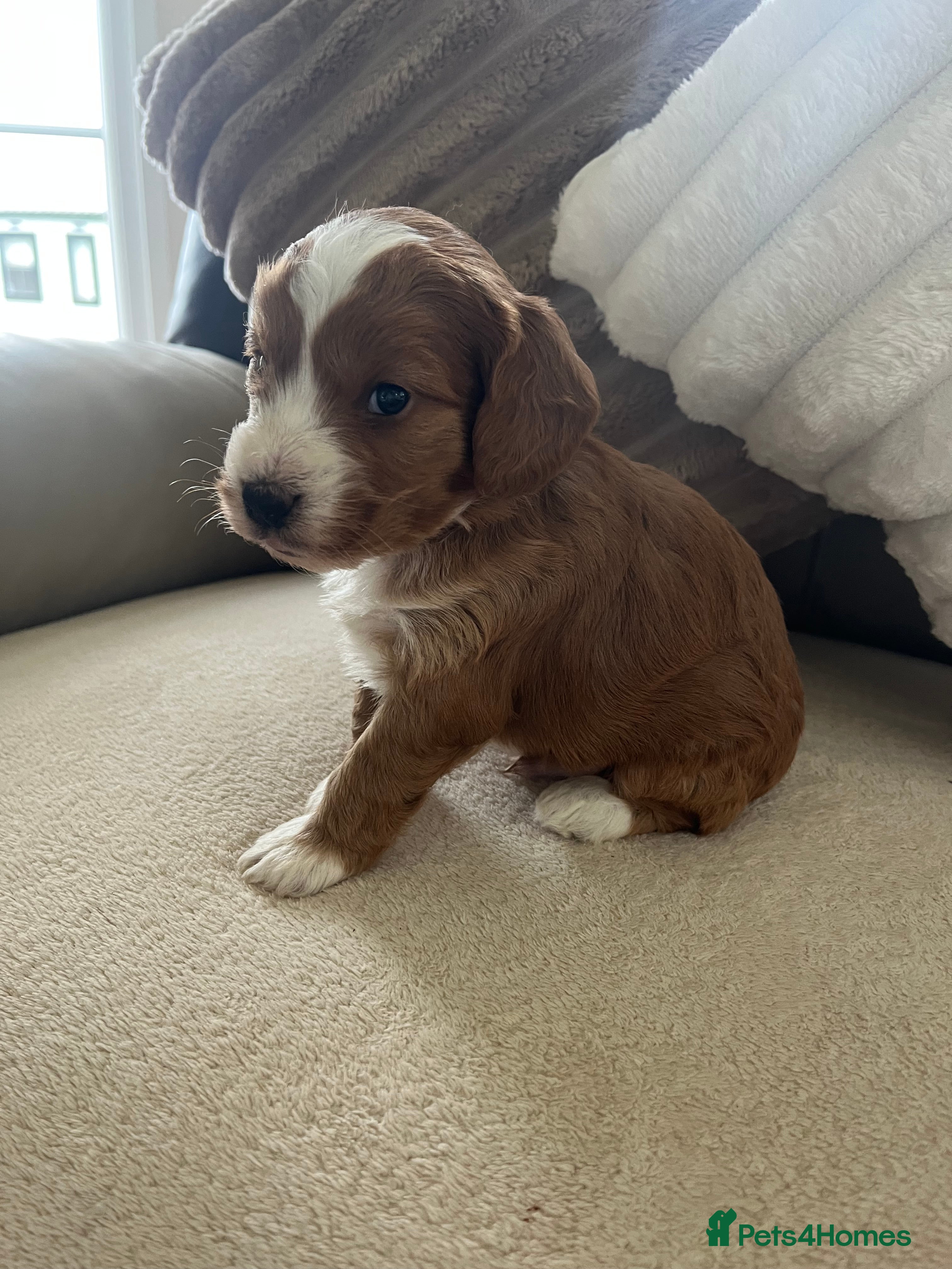 Cockapoo dogs Last gorgeous cockapoo puppy for sale - Advert 9