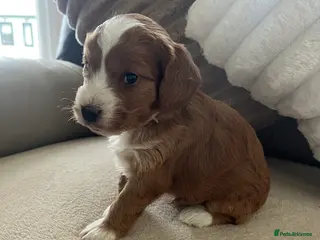 Cockapoo dogs Last gorgeous cockapoo puppy ‼️SOLD‼️ - Advert 6