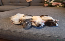 Guinea Pig rodents for sale: Two boys and girls, sold in pairs - Image 1