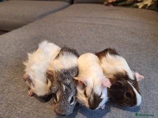 Guinea Pig rodents - Advert 30