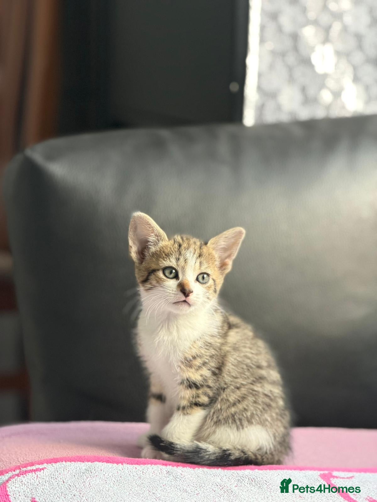 Domestic Shorthair cats Adorable Kittens Looking for Loving Homes! - Advert 17