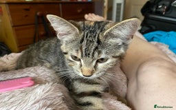 British Shorthair cats for sale:  4 Lovely Little One's - Image 10