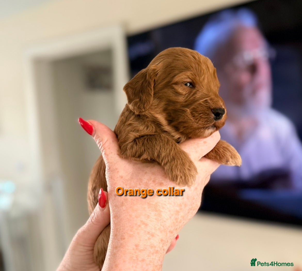 Cockapoo dogs F1 fox red Cockerpoos 2 MALES LEFT - Advert 2