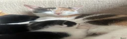 Mixed Breed cats for sale: 4 Kittens for sale  - Advert 1