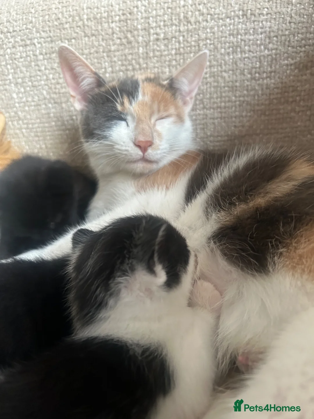 Mixed Breed cats for sale: 4 Kittens for sale  - Advert 1
