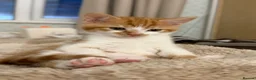 Mixed Breed cats for sale: Mixed Breed Kittens  - Advert 3