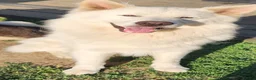 German Shepherd dogs for sale: German shepherd  in Erith - Advert 9