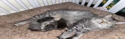 Siberian cats for sale: Champion Lines | TICA Siberian Kittens–Mid-January - Advert 1