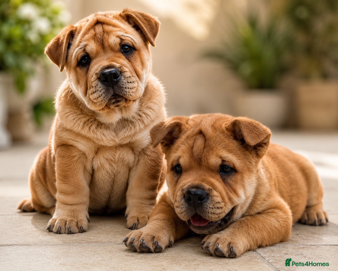Mixed Breed dogs Fluffy British Bulldog Cross Chow Puppies – Rare - Advert 2