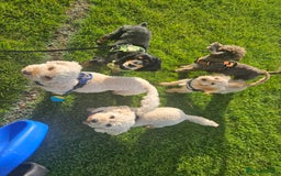 Cockapoo dogs for sale: Cockerpoo  - Image 18