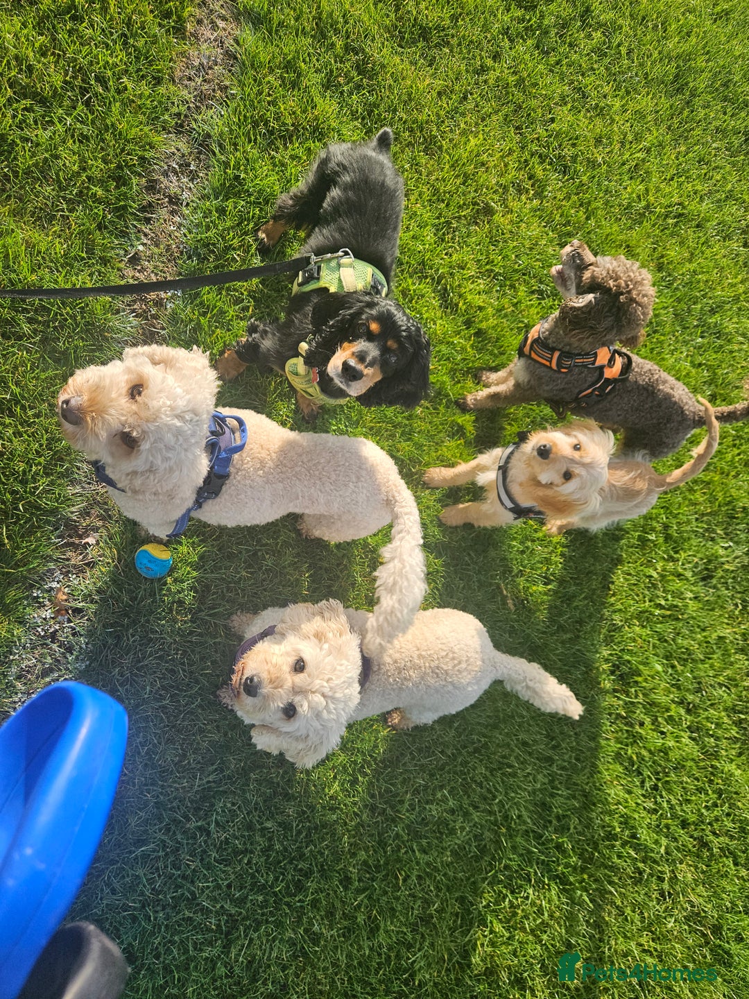 Cockapoo dogs for sale: Cockerpoo  - Image 18