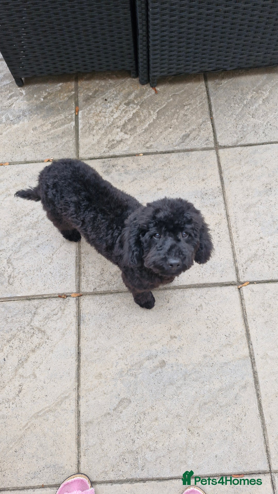 Cockapoo dogs for sale: Beautiful Black Cocapoo Boy - Advert 7