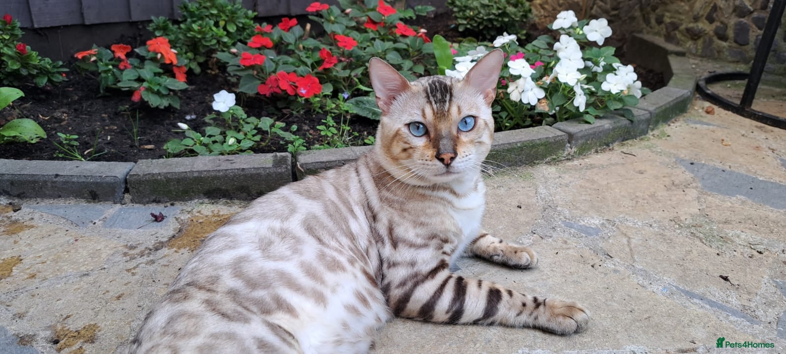 Bengal cats AMAZING SNOW LYNX STUD BENGAL TICA reg  - Advert 1