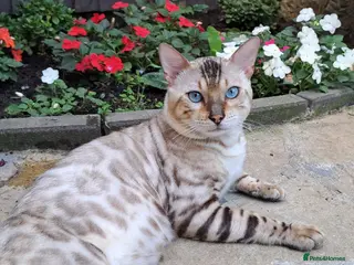 Bengal cats AMAZING SNOW LYNX STUD BENGAL TICA reg - Advert 3